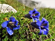 35 Gentiana clusii (Genziana di Clusius) 